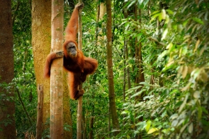 Palmöl in Schoggi und Co: Wie unser Konsum den Orang-Utan bedroht