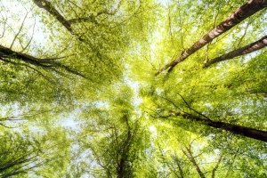 Unter Stress: Bäume verlangsamen ihr Wachstum