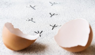 Mit Ei-Ersatz kochen und backen: 9 vegane Ei-Alternativen