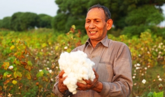 Gentechnik in der Baumwolle: Warum Bio-Baumwolle so wichtig ist