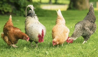 Hühner halten im eigenen Garten: So geht's