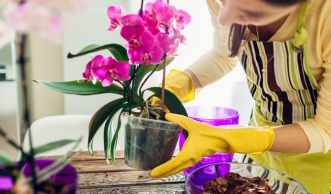 Orchideen richtig umtopfen: Anleitung und was du unbedingt beachten solltest