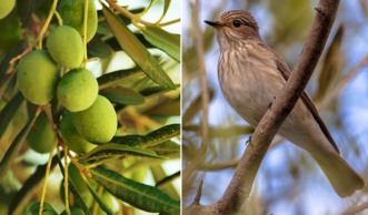 Millionen Singvögel sterben jedes Jahr für unser Olivenöl