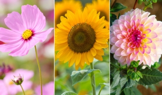 Die 12 beliebtesten Sommerblumen für Garten und Balkon