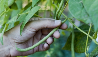 Stangenbohnen pflanzen im Beet oder Topf: Das musst du wissen