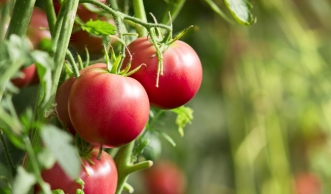 Wie und wann Sie Tomaten pflanzen und richtig pflegen