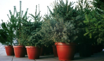 Nachhaltige Bescherung: Einen Weihnachtsbaum im Topf mieten oder kaufen