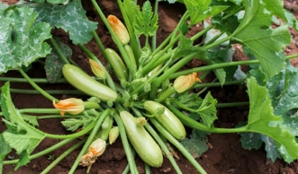 Zucchini vorziehen und im Garten oder Topf pflanzen