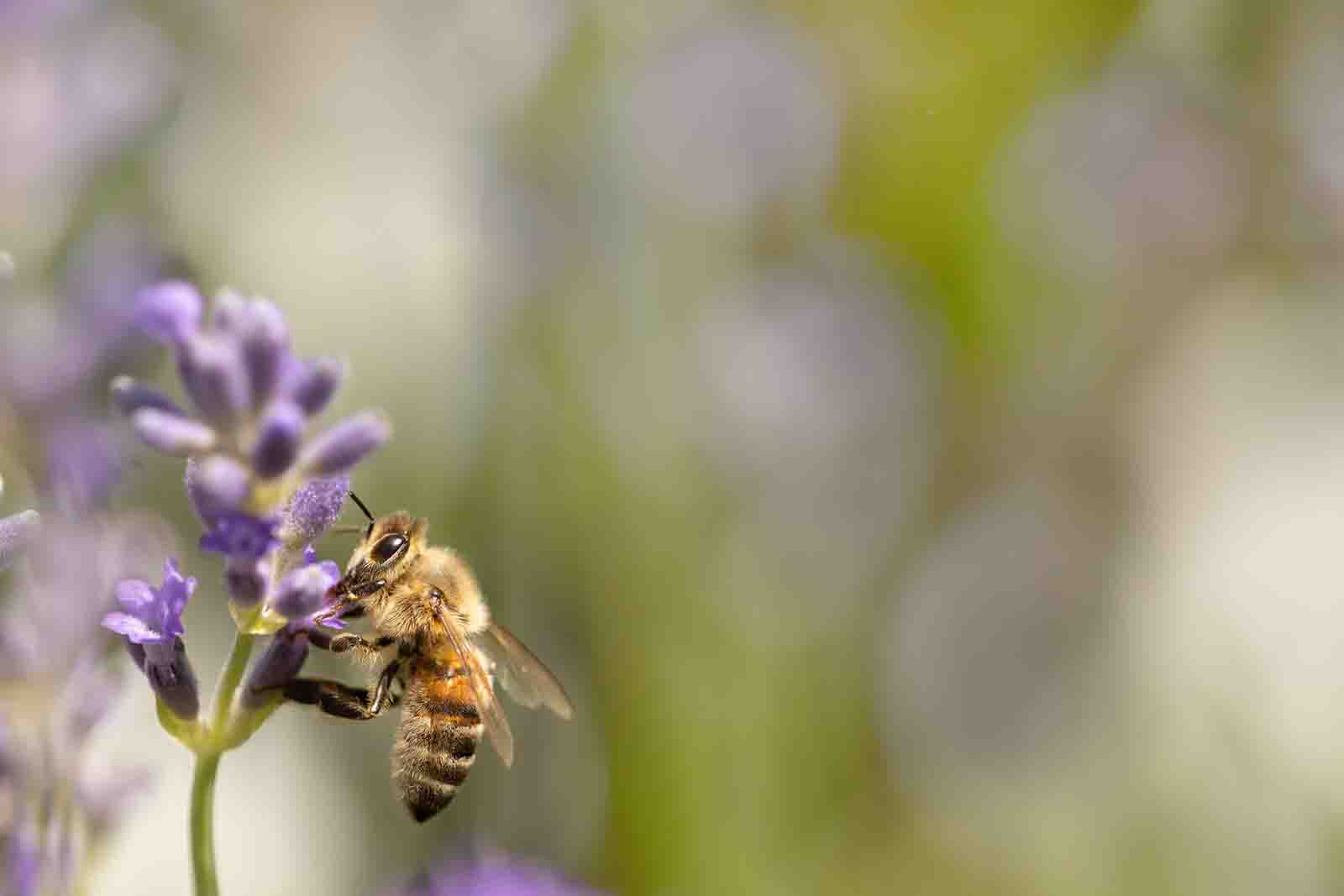 Eine Biene auf Lavendelblüten