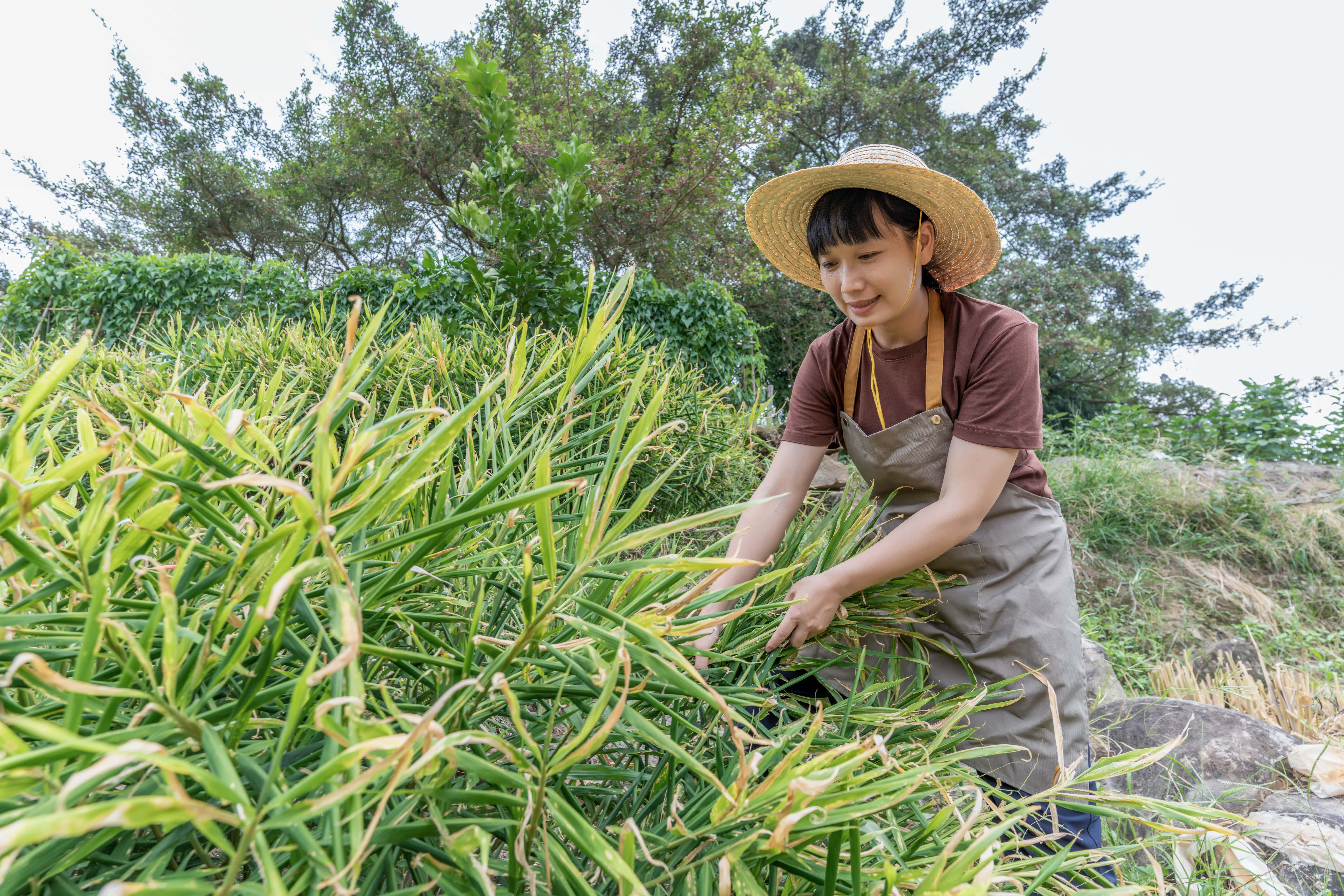 Eine asiatische Bäuerin kontrolliert das Wachstum von Ingwer auf dem Feld.