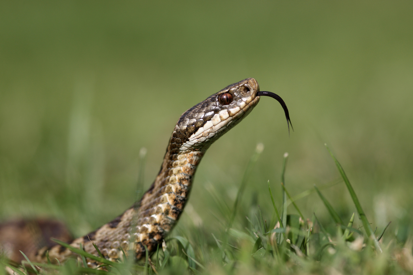 eine Schlange hat den Kopf etwas über dem Boden und streckt die Zunge raus