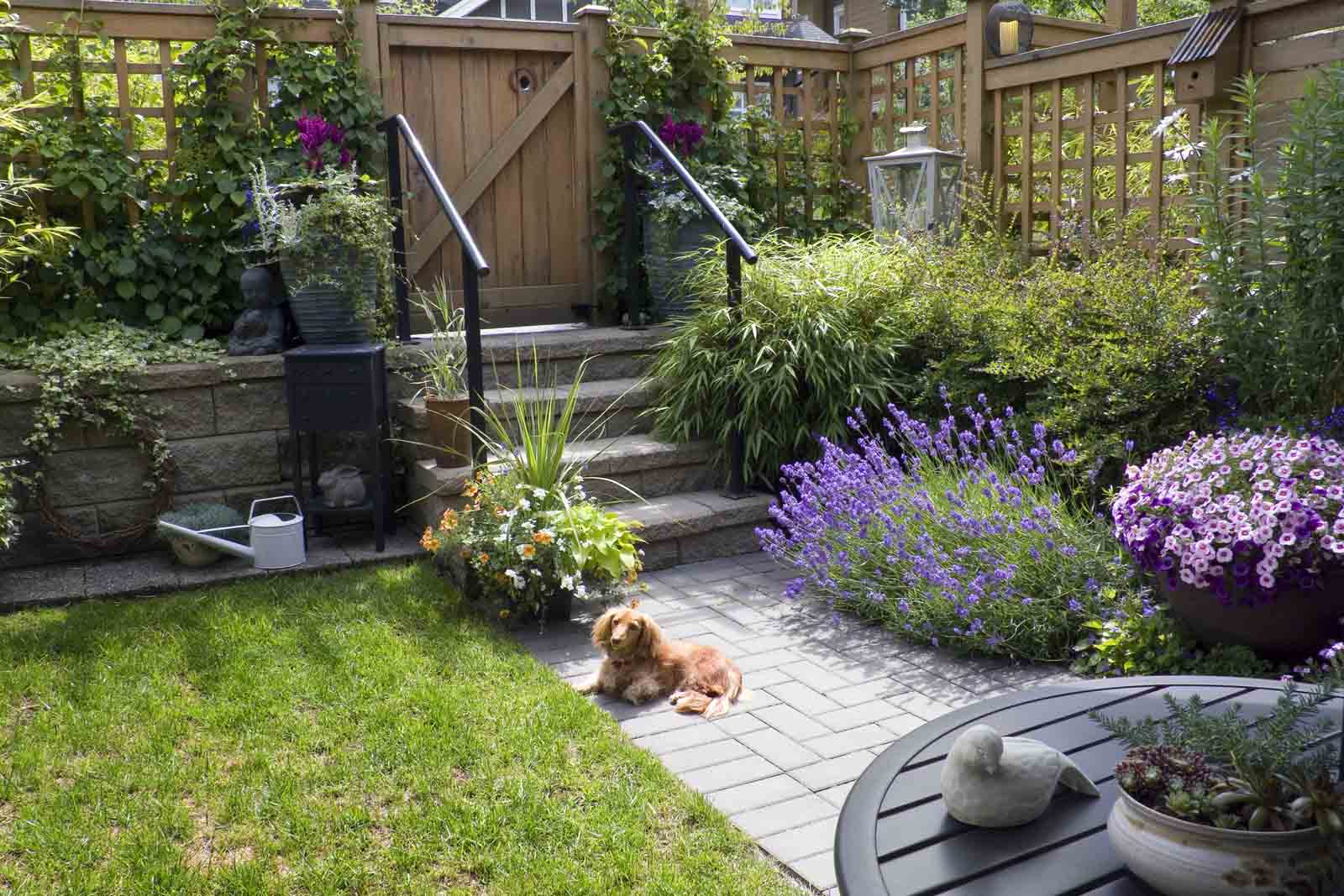 Ein Dackel sitzt mitten eines Garten und blickt in die Kamera