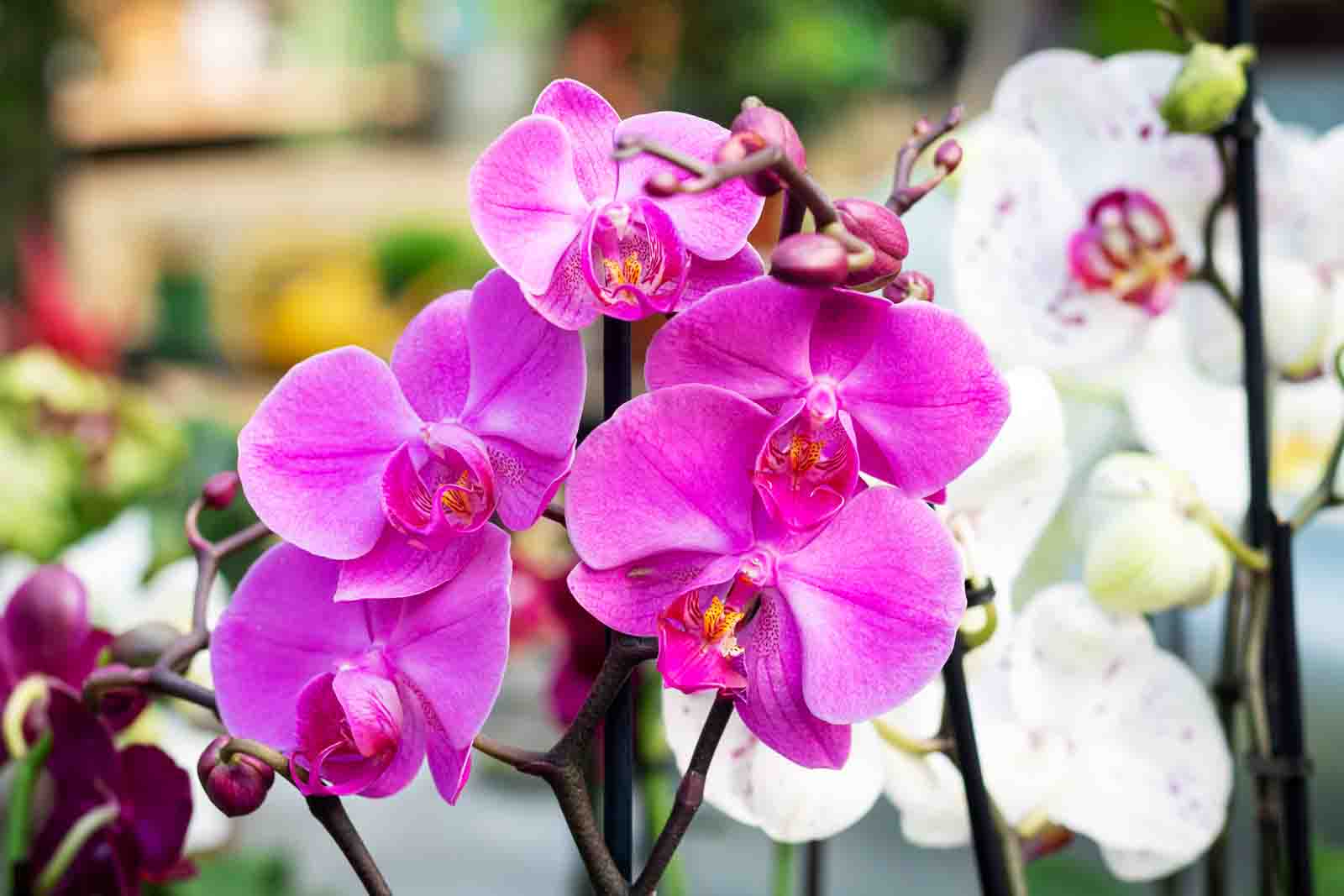 Orchideen blühen