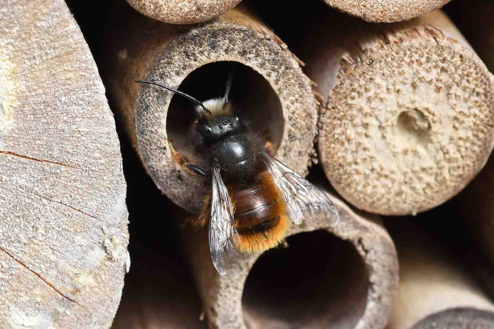 Eine Waldbiene verkriegt sich in einem Waldbienenhotel
