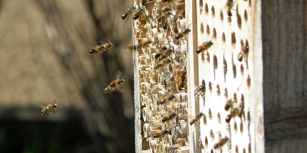 Was ein gutes Bienenhotel ausmacht und wie du es selber baust