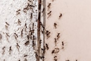 Ameisen in Haus und Garten? Wie du sie los wirst
