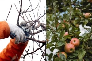 Wie du jetzt deinen Apfelbaum richtig schneidest