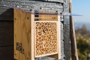 Wildbienen ein Zuhause geben: auch mitten in der Stadt