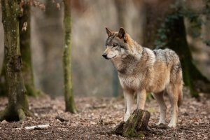 Bündner Parlament will ganzes Beverin-Wolfsrudel schiessen