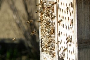 Was ein gutes Bienenhotel ausmacht und wie du es selber baust