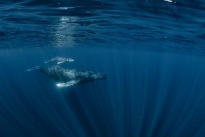 Wale schlucken am Tag bis zu 10 Millionen Mikroplastikteilchen