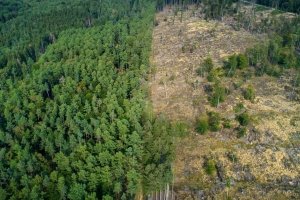 Waldrodungen: EU nimmt Unternehmen in die Pflicht
