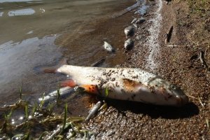 Fischsterben: Verband spricht von «historischem Ausmass»