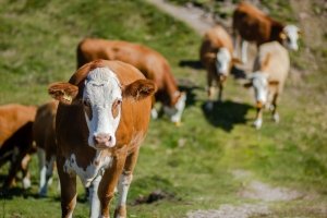 Zu wenig Gras: Kühe werden früher geschlachtet