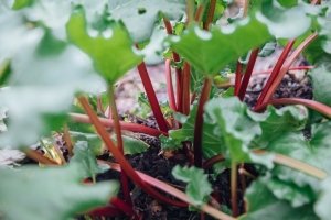 Wie du Rhabarber im Garten oder Topf richtig pflanzt