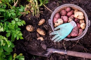 Kartoffeln pflanzen und pflegen für eine gute Ernte