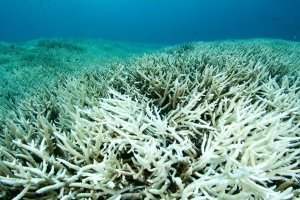 Rekordtemperaturen der Meere gefährden Ökosysteme