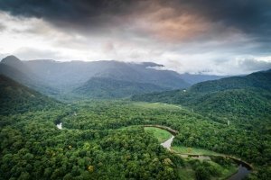 Studie: Nachwachsene Regenwälder setzen jahrelang CO2 frei