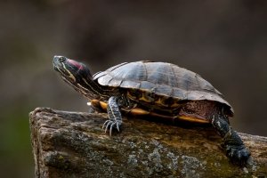 Invasive Schildkröten in der Schweiz: Hunde spüren Eier auf