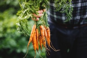 Massnahme gegen Food Waste: Qualitätsnormen für Gemüse gelockert