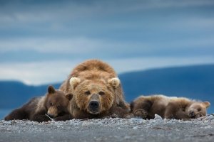 World Nature Photography Awards 2021: Das sind die Siegerfotos