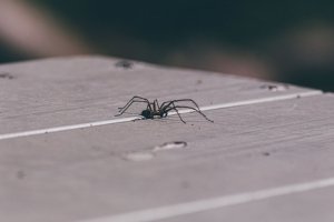Spinnen vertreiben: So geht es auf die sanfte Tour