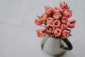 Mit diesen Tipps halten deine Tulpen in der Vase länger