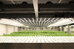 «Beim Vertical Farming kann man mehr mit weniger anbauen»