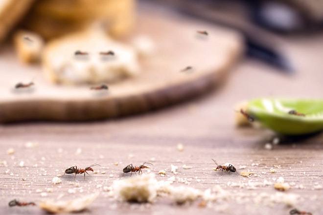 Ameisen auf einem Tisch mit Krümeln
