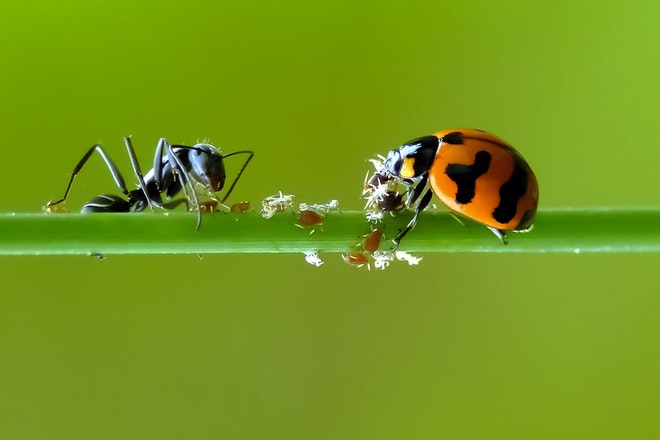 Ameise und Marienkäfer auf einem grünen Halm