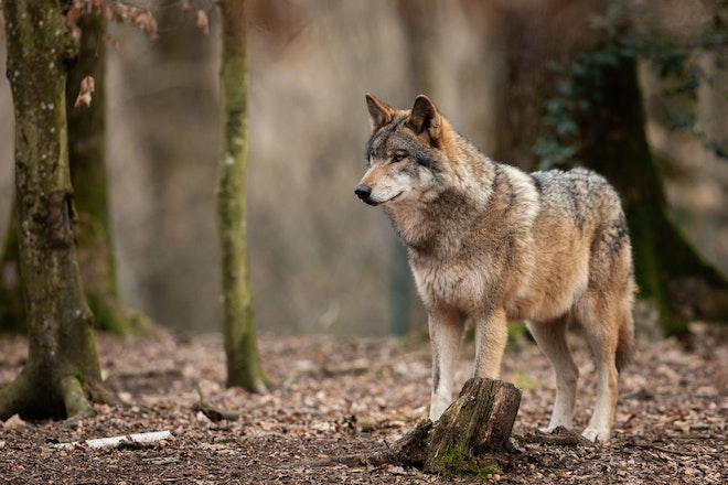 Ein Wolf steht im Wald