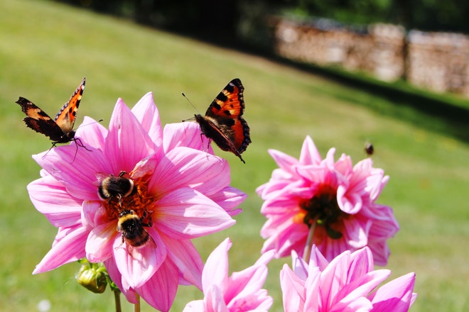Geöffnete Dahlien mit Hummeln, Bienen und Schmetterling