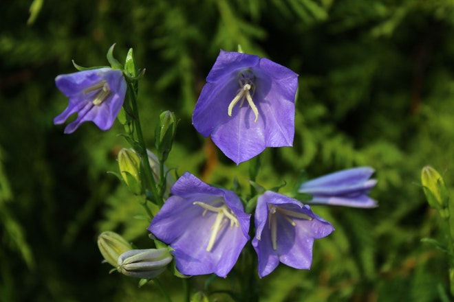 Eine lilafarbene Glockenblume