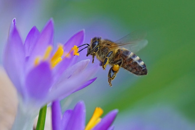 Eine Biene fliegt in eine Krokus