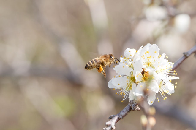 Biene fliegt auf blühende Schlehe zu