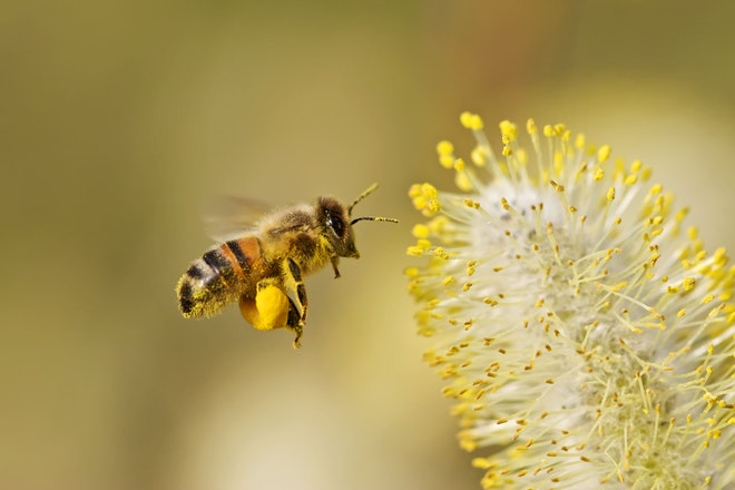 Biene auf den Pollen einer Salweide