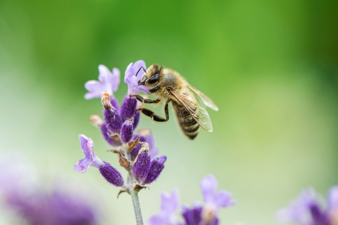 Eine Biene sitzt auf einer Lavendelblüte