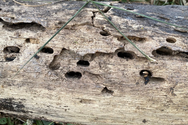 Ein Stück Totholz dient bestens als Nistplatz für Wildbienen.