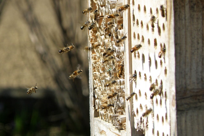 Wildbienen fliegen in ein Bienenhotel aus Hartholz und Bambusstäben