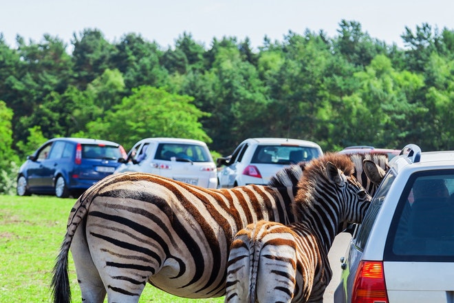 Mother - and baby - Zebra on a car
